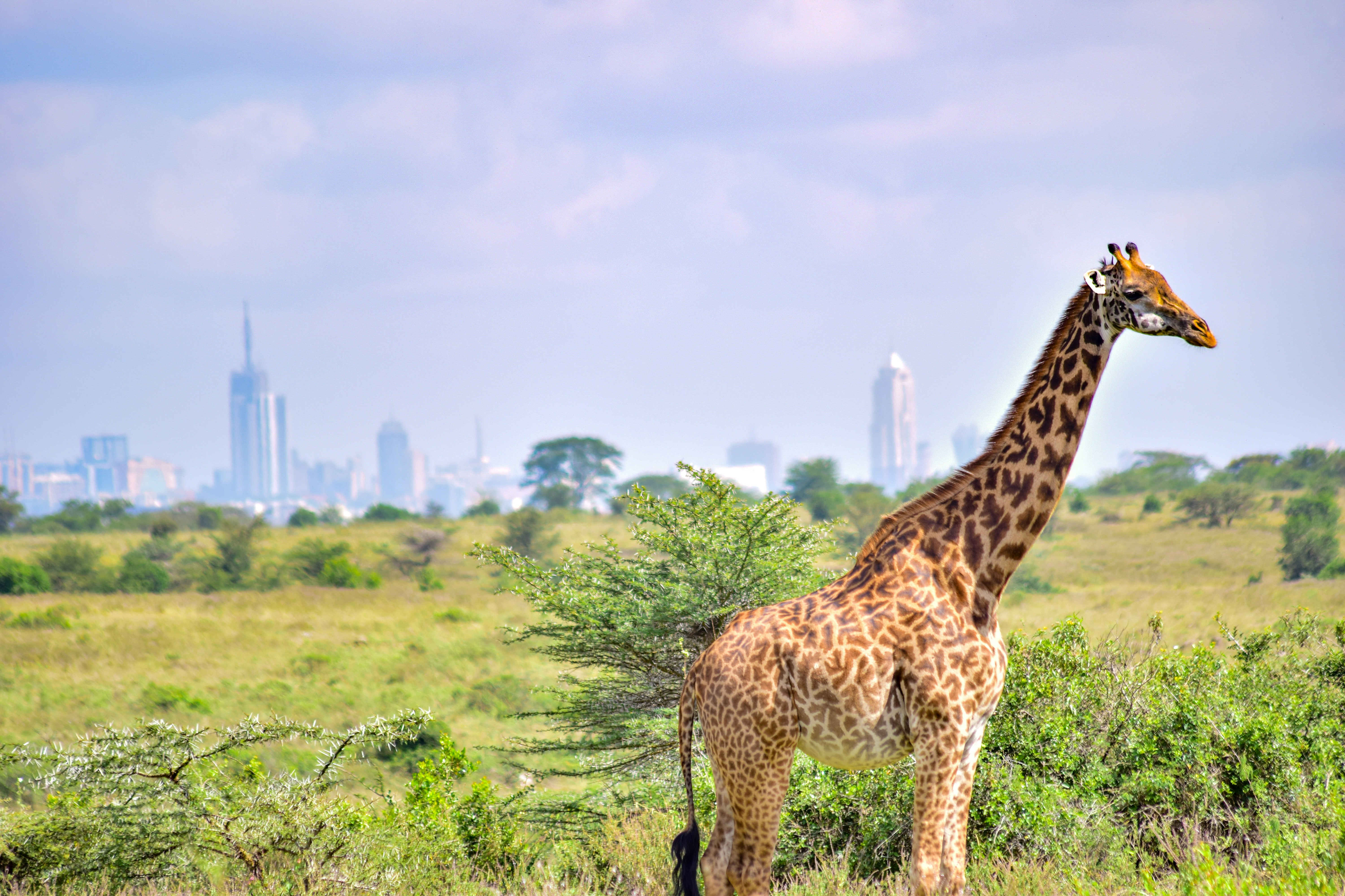 Nairobi Travel Guide: 50+ Recommendations – Cafés, Restaurants, Nightlife & Experiences